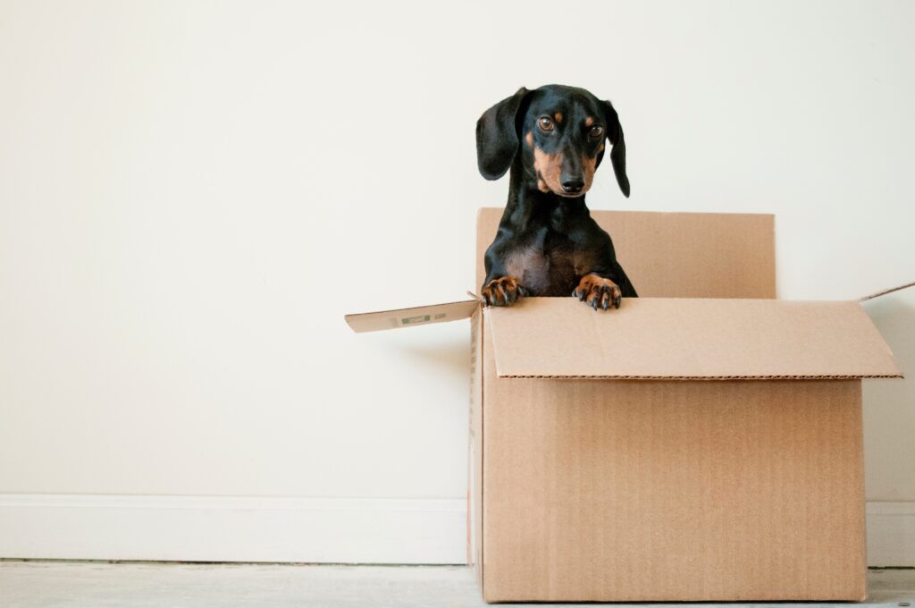 picture of a weiner dog in a moving box