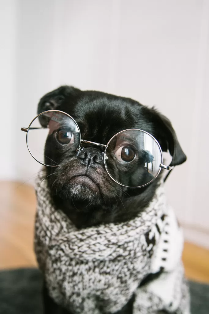 pug with silly glasses on